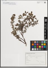 Foto von Salix L.